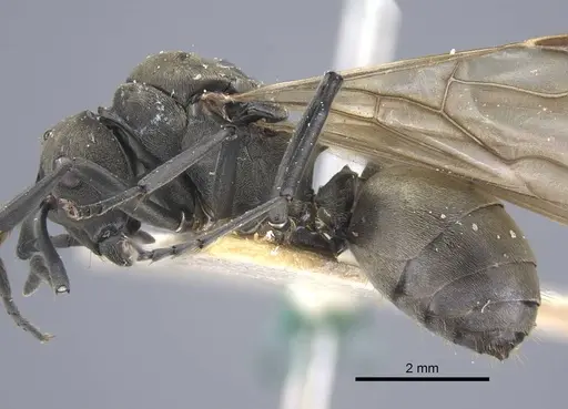 Polyrhachis dives specimen CASENT0917195 image casent0917195_4