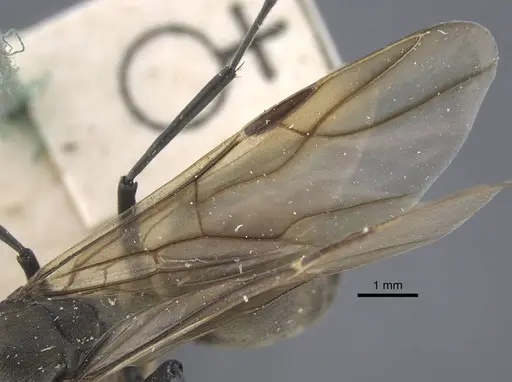 Polyrhachis dives specimen CASENT0917195 image casent0917195_5