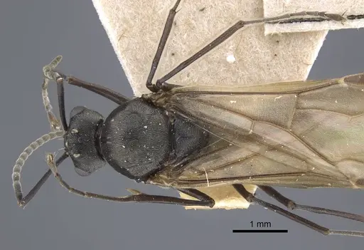 Polyrhachis dives specimen CASENT0917196 image casent0917196_1