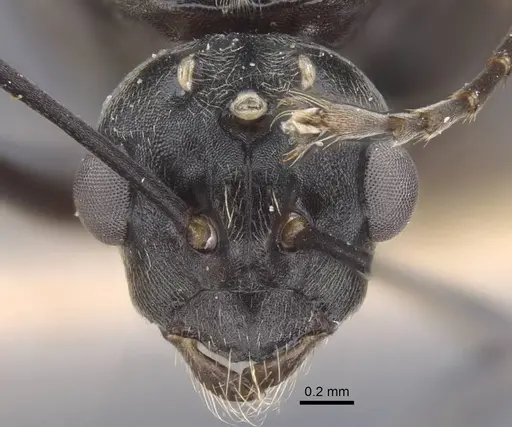 Polyrhachis dives specimen CASENT0917196 image casent0917196_2