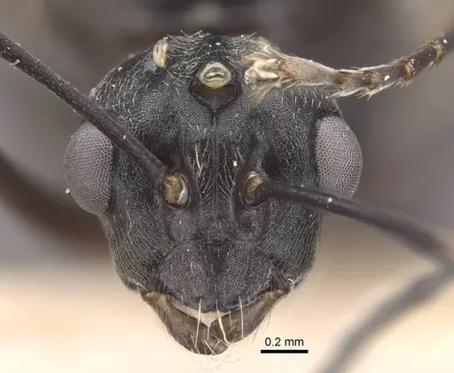 Polyrhachis dives specimen CASENT0917196 image casent0917196_3