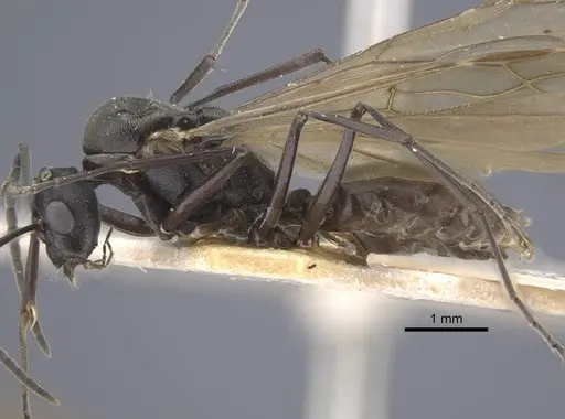 Polyrhachis dives specimen CASENT0917196 image casent0917196_4