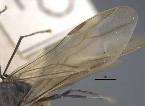 Polyrhachis dives specimen CASENT0917196 image casent0917196_5