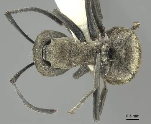 Polyrhachis dives specimen CASENT0919888 image casent0919888_1