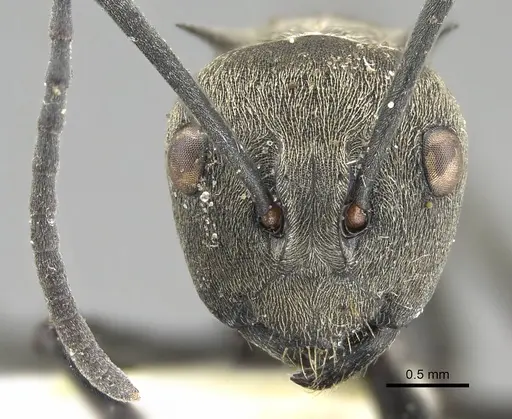 Polyrhachis dives specimen CASENT0919888 image casent0919888_2