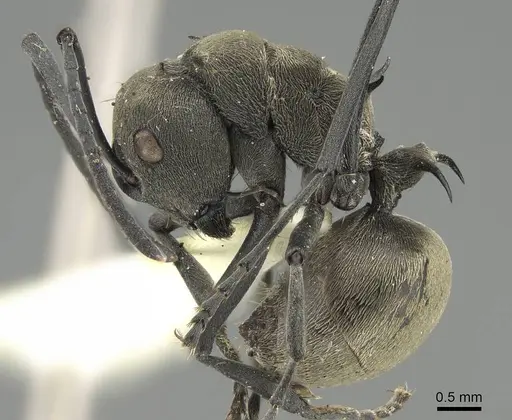 Polyrhachis dives specimen CASENT0919888 image casent0919888_3