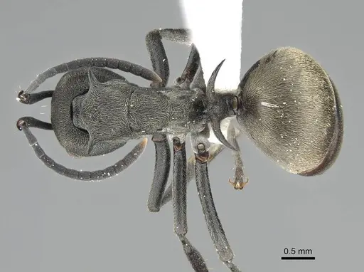 Polyrhachis dives specimen CASENT0919918 image casent0919918_1