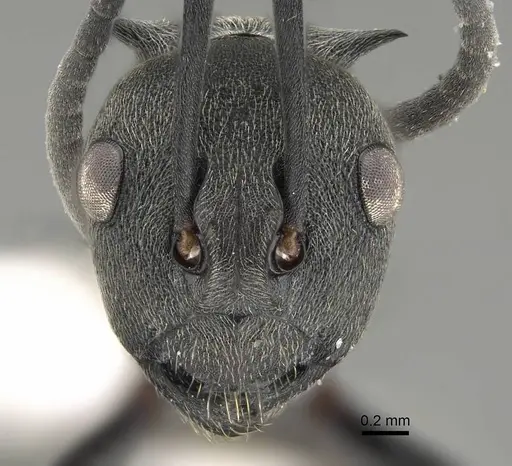 Polyrhachis dives specimen CASENT0919918 image casent0919918_2