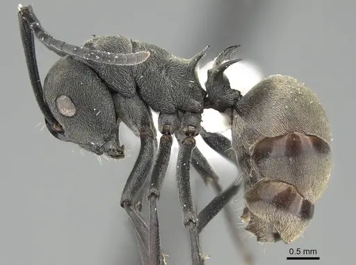 Polyrhachis dives specimen CASENT0919918 image casent0919918_3