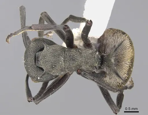 Polyrhachis dives specimen CASENT0923491 image casent0923491_1