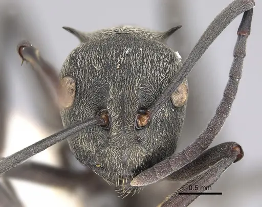 Polyrhachis dives specimen CASENT0923491 image casent0923491_2