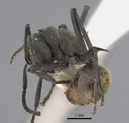Polyrhachis dives specimen CASENT0923491 image casent0923491_3