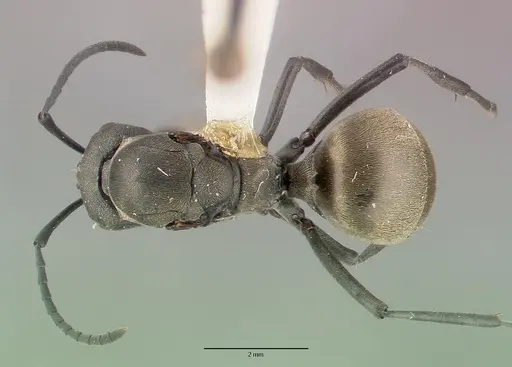 Polyrhachis dives specimen CASTYPE06933 image castype06933_1