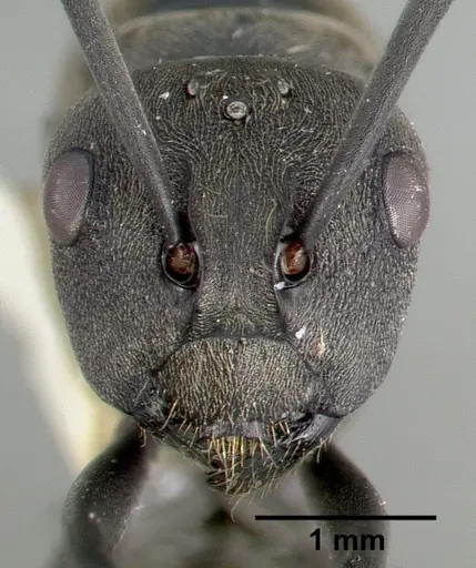 Polyrhachis dives specimen CASTYPE06933 image castype06933_2