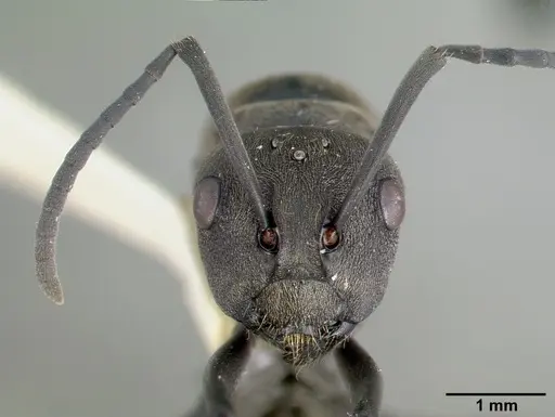 Polyrhachis dives specimen CASTYPE06933 image castype06933_3
