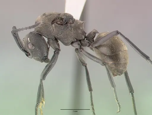 Polyrhachis dives specimen CASTYPE06933 image castype06933_4