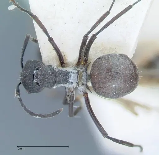 Polyrhachis dives specimen FOCOL0052-1 image focol0052-1_1