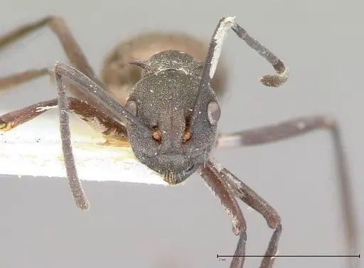 Polyrhachis dives specimen FOCOL0052-1 image focol0052-1_2