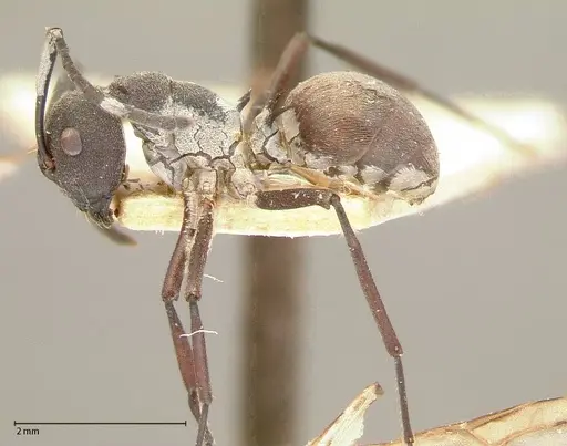Polyrhachis dives specimen FOCOL0052-1 image focol0052-1_3