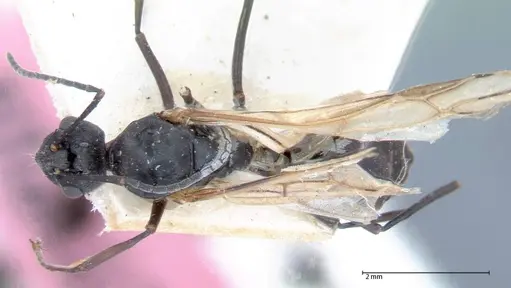 Polyrhachis dives specimen FOCOL0052-2 image focol0052-2_1