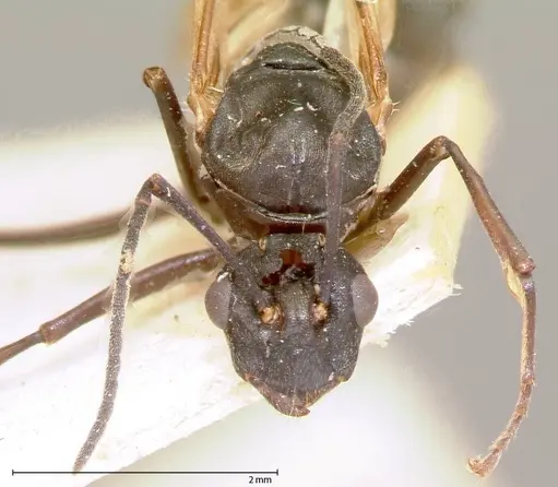 Polyrhachis dives specimen FOCOL0052-2 image focol0052-2_2