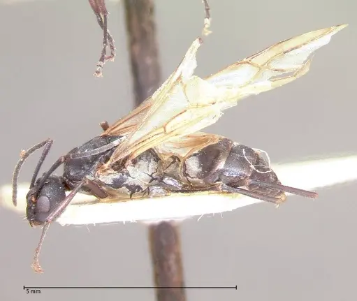 Polyrhachis dives specimen FOCOL0052-2 image focol0052-2_3