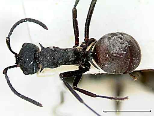 Polyrhachis dives specimen FOCOL0095-1 image focol0095-1_1