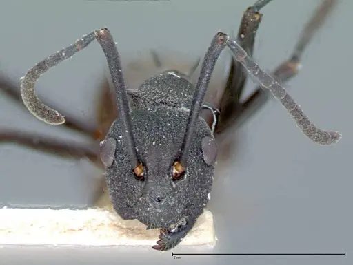 Polyrhachis dives specimen FOCOL0095-1 image focol0095-1_2