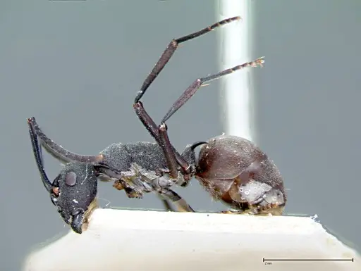 Polyrhachis dives specimen FOCOL0095-1 image focol0095-1_3