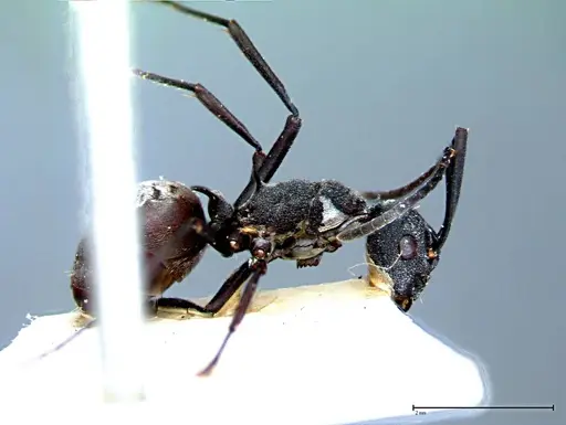 Polyrhachis dives specimen FOCOL0095-1 image focol0095-1_4