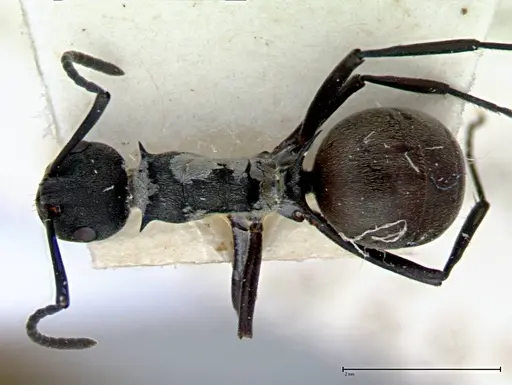Polyrhachis dives specimen FOCOL0095-2 image focol0095-2_1