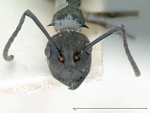 Polyrhachis dives specimen FOCOL0095-2 image focol0095-2_2