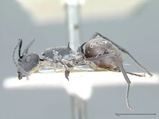 Polyrhachis dives specimen FOCOL0095-2 image focol0095-2_3