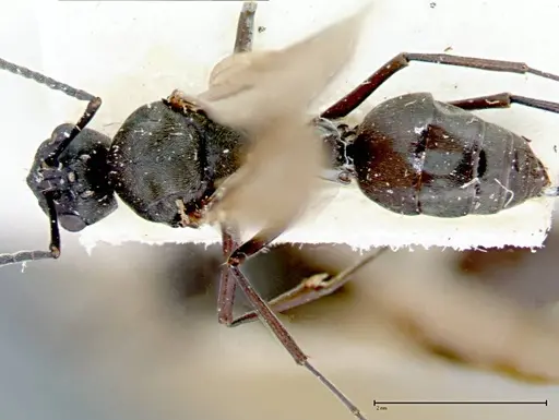 Polyrhachis dives specimen FOCOL0096-1 image focol0096-1_1