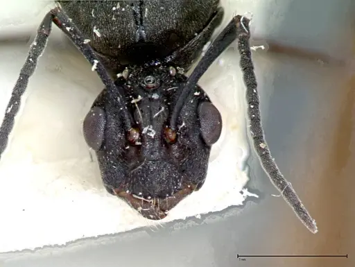Polyrhachis dives specimen FOCOL0096-1 image focol0096-1_2