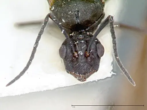 Polyrhachis dives specimen FOCOL0096-1 image focol0096-1_3