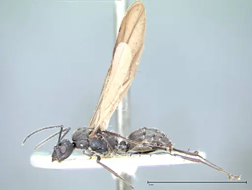 Polyrhachis dives specimen FOCOL0096-1 image focol0096-1_4
