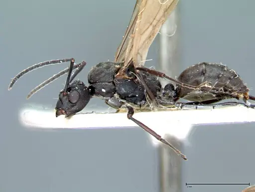 Polyrhachis dives specimen FOCOL0096-1 image focol0096-1_5