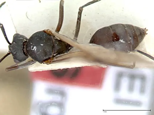 Polyrhachis dives specimen FOCOL0096-2 image focol0096-2_1