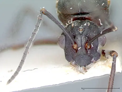Polyrhachis dives specimen FOCOL0096-2 image focol0096-2_2