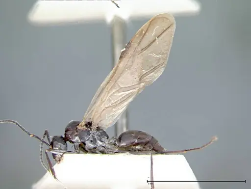 Polyrhachis dives specimen FOCOL0096-2 image focol0096-2_3