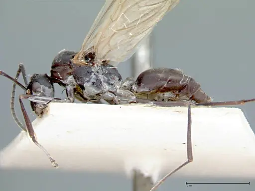 Polyrhachis dives specimen FOCOL0096-2 image focol0096-2_4