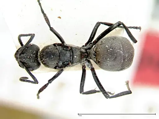 Polyrhachis dives specimen FOCOL0097 image focol0097_1