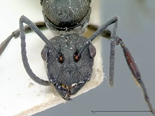 Polyrhachis dives specimen FOCOL0097 image focol0097_2