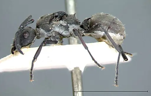 Polyrhachis dives specimen FOCOL0097 image focol0097_3
