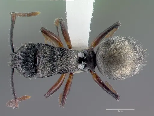Polyrhachis dohrni specimen CASENT0009230 image casent0009230_1