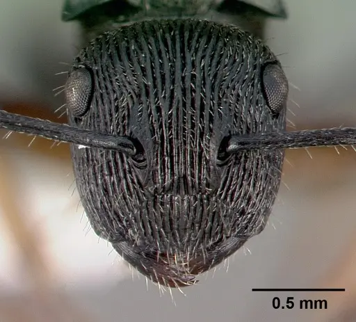 Polyrhachis dohrni specimen CASENT0009230 image casent0009230_2