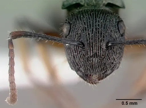 Polyrhachis dohrni specimen CASENT0009230 image casent0009230_3