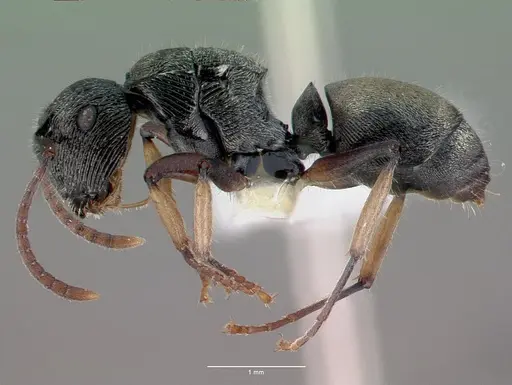Polyrhachis dohrni specimen CASENT0009230 image casent0009230_4