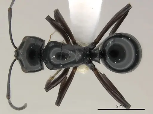 Polyrhachis dorowi specimen CASENT0217427 image casent0217427_1